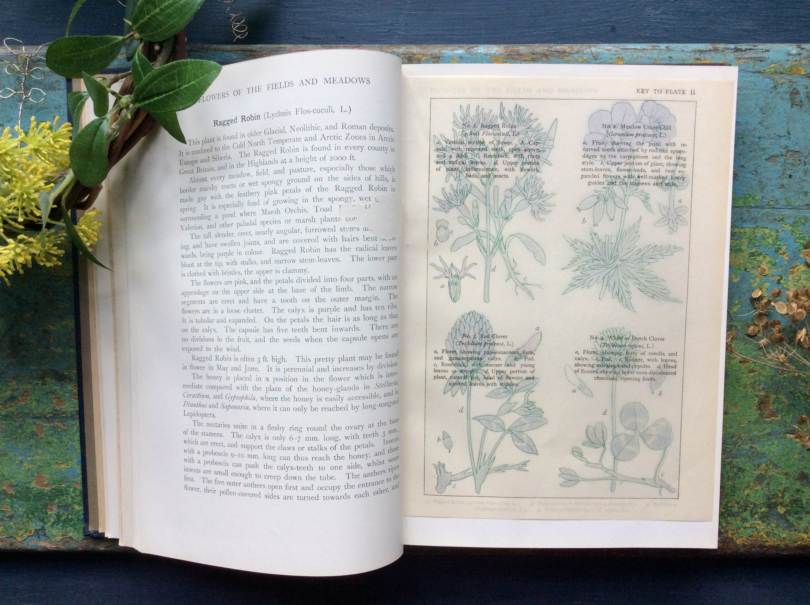 1919 Wild Flower Book British Wild Flowers Meadows & Coasts Etsy