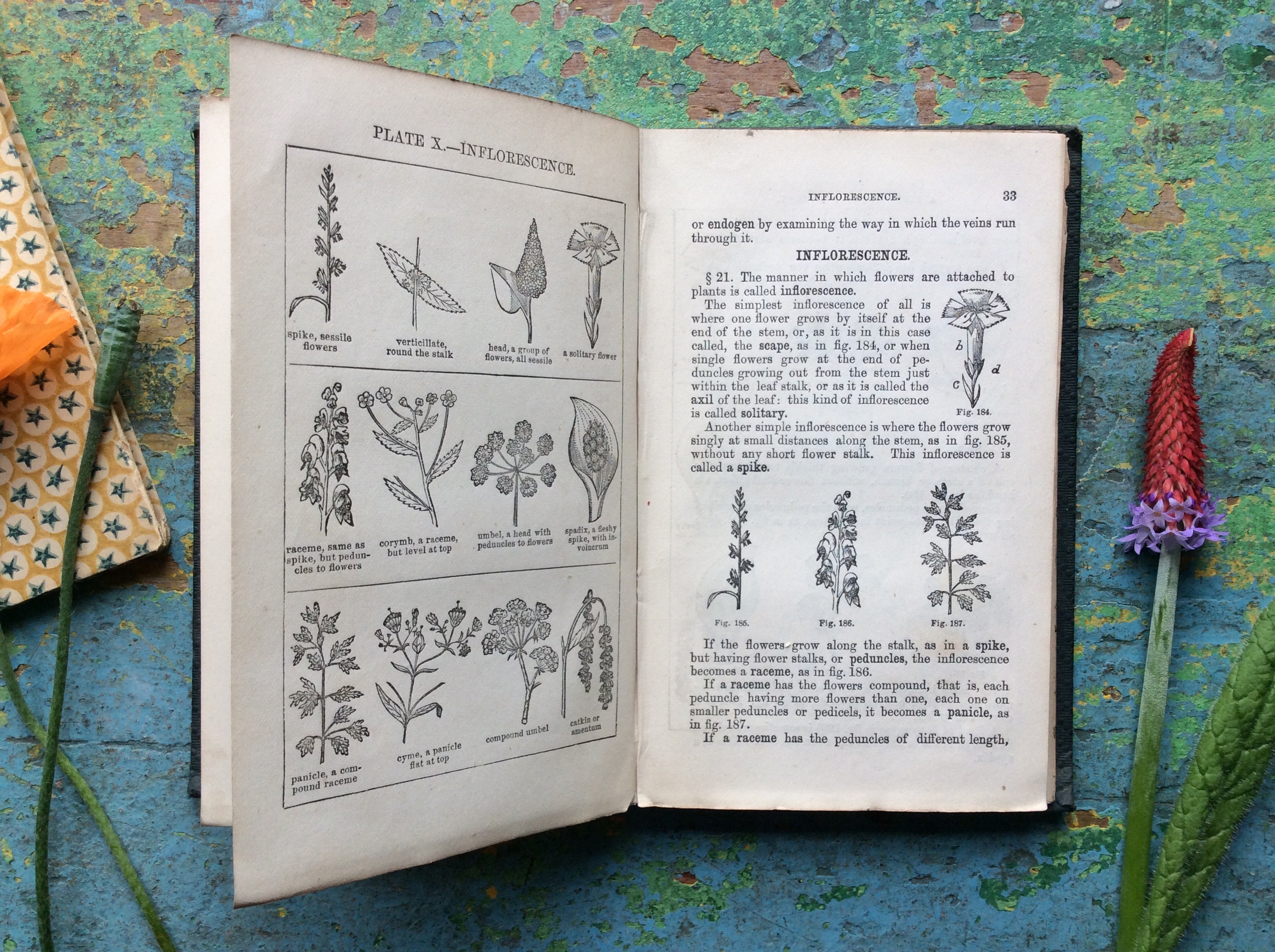 1867 Victorian Botany Book Rossiter's Book of Botany Etsy