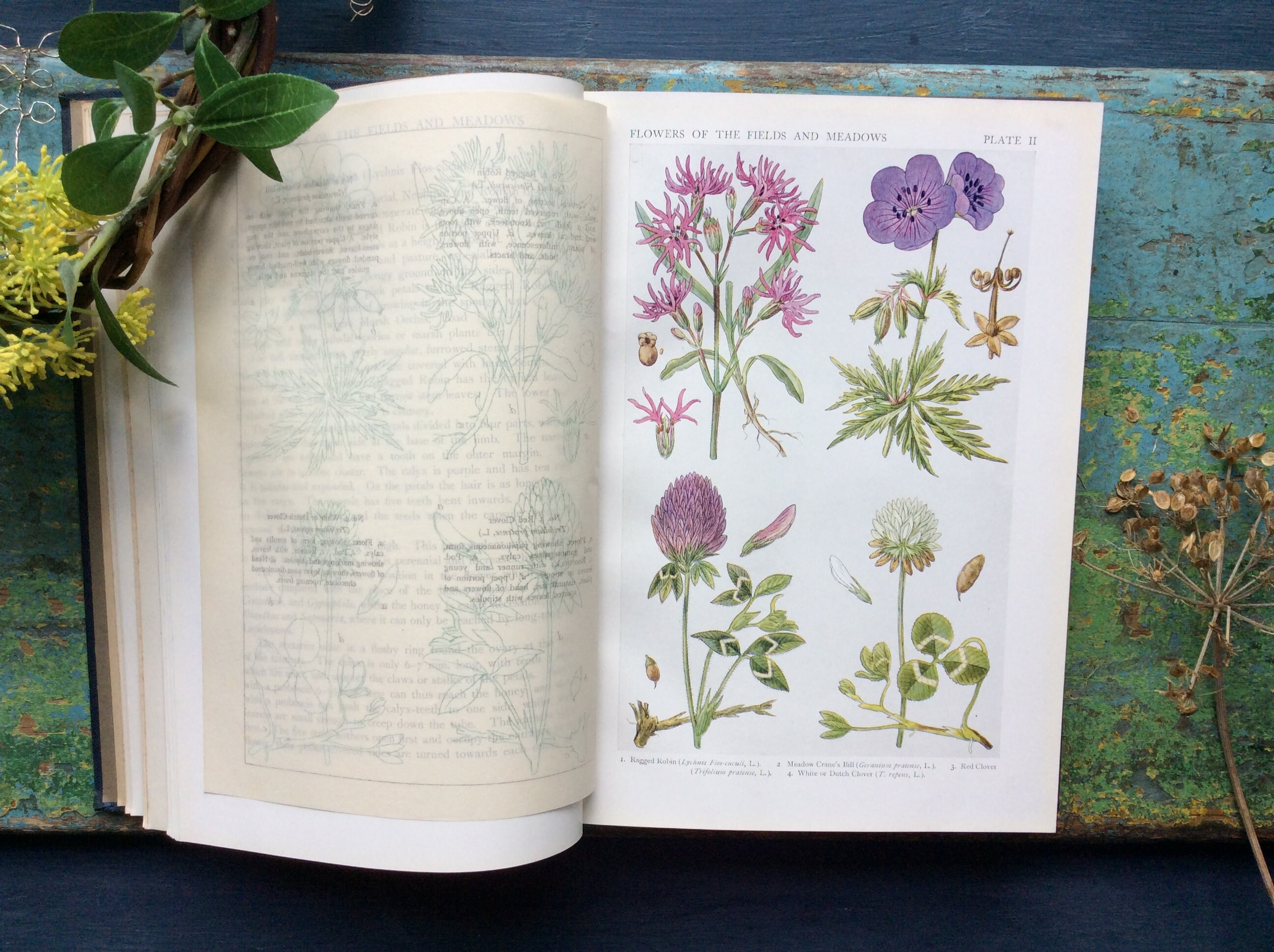 1919 Wild Flower Book British Wild Flowers Meadows & Coasts Etsy