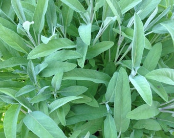 Sage leaf Tincture 1:3 45%