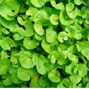 Gotu Kola herb Tincture 1:3 45%