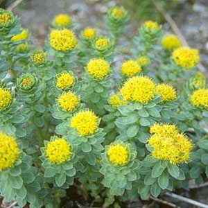 Rosenrots tinktur 1:3 45%