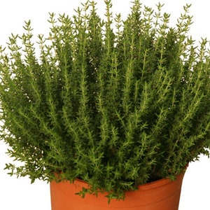 Thyme herb Tincture 1:3 45%