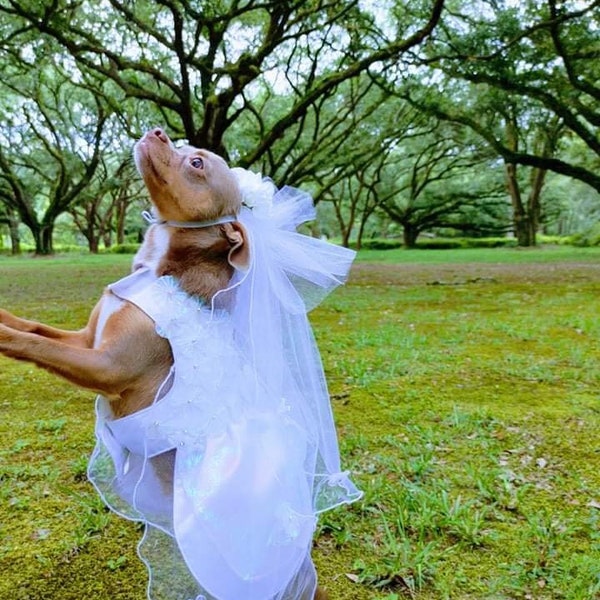 Bridesmaid Dog Dress Etsy