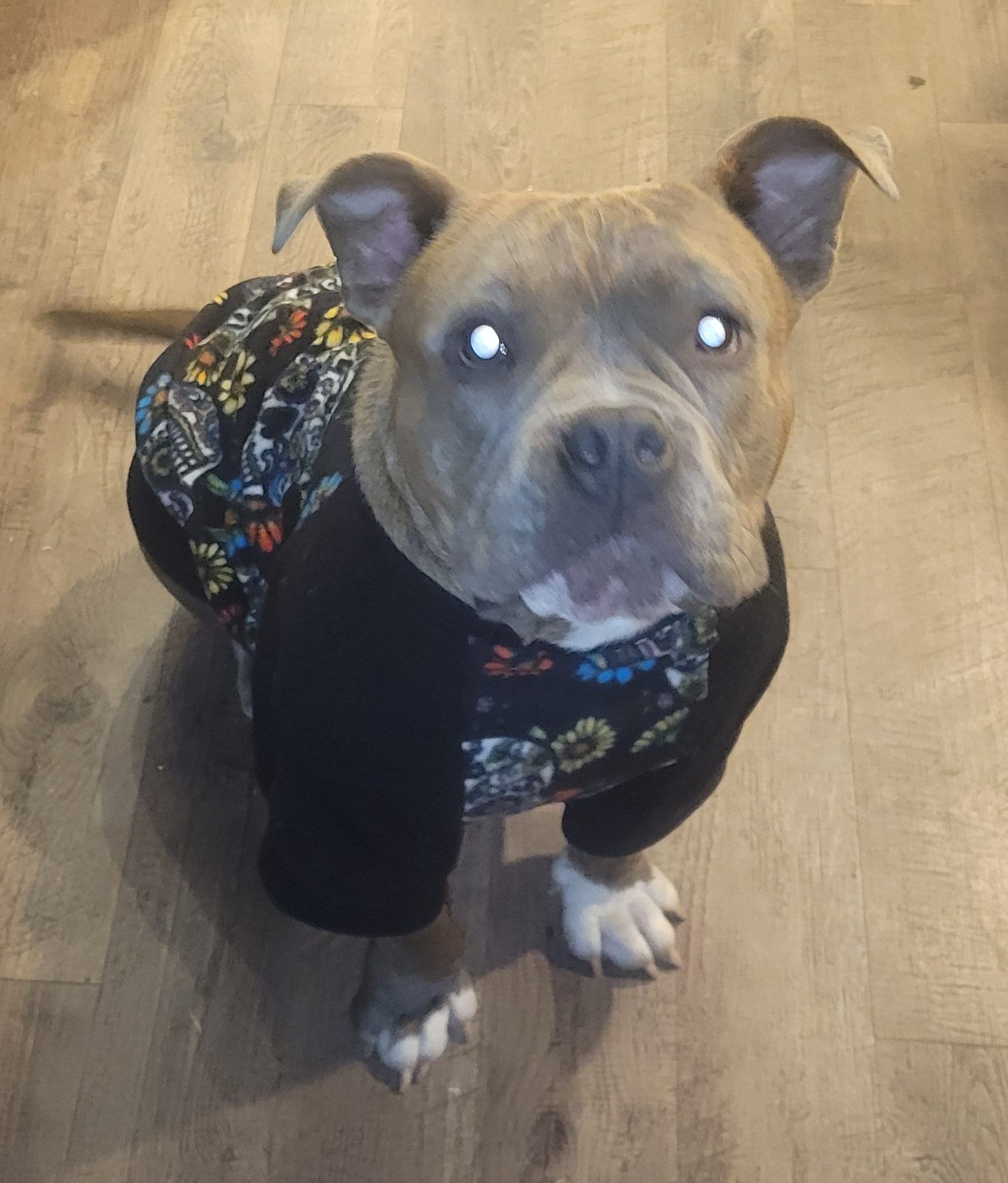 Bully breed clothing for dogs 2025