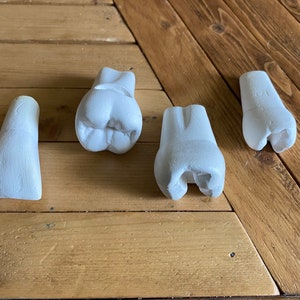 Dental Plaster Teeth Set Anatomical Tooth Dentistry Study Models