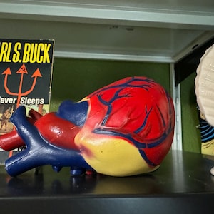 Vintage Anatomical Heart Model Display