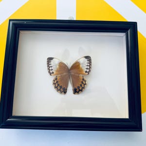 Farfalla vera Stichophthalma con cornice vintage in scatola di legno
