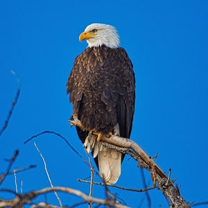 Bald Eagle - Print