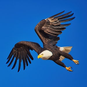 Puede incluir: Un águila calva en pleno vuelo contra un cielo azul despejado. El ave presenta un cuerpo marrón oscuro, cabeza y cola blancas, y un pico y garras de color amarillo brillante. Sus alas están extendidas, mostrando plumas oscuras en descenso.