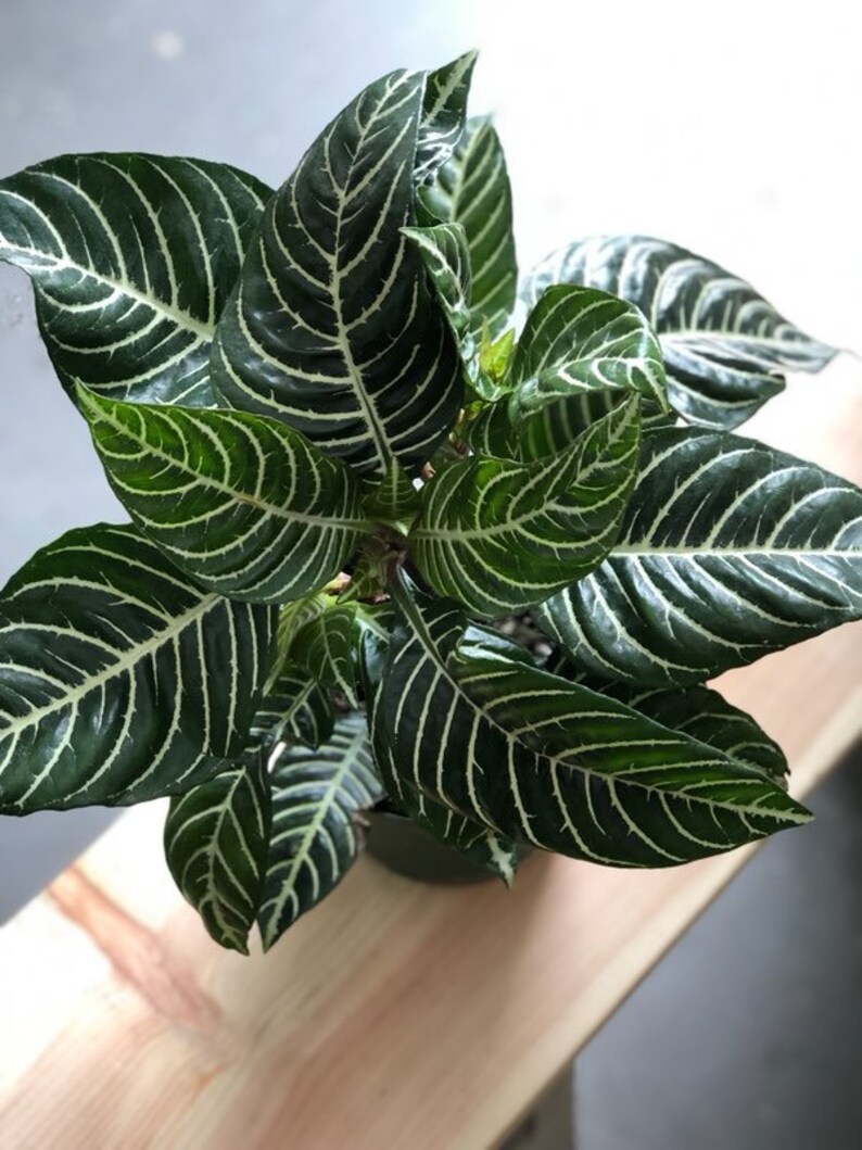 zebra plant yard garden outdoor living on Calathea Roseopicta Medallion Zebra Plant 6 Pot Home Garden Patterer Yard Garden Outdoor Living