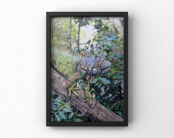 Iguana art print, Realistic colour pencil drawing, Lizard drawing print, Instant downloadable art, Modern wall art, Wildlife art.