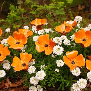 California poppy, Orange poppy, poppy, (1 pc), Garden sculpture, Ceramic poppy, Garden art, Ceramic flowers, Garden Stake