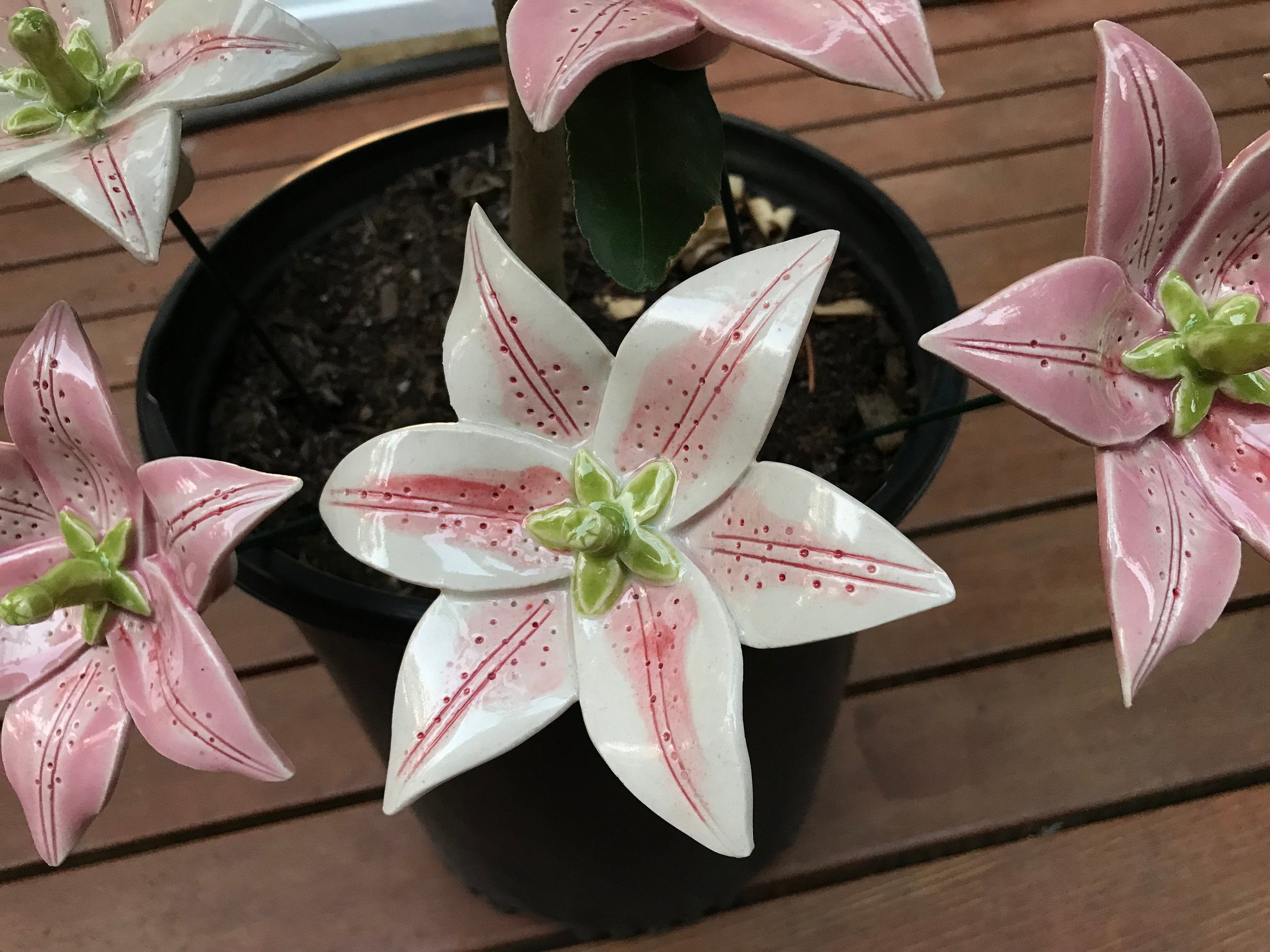 Lily (1 Pc), Oriental Lily, Asiatic Lily, Stargazer Lily, Garden
