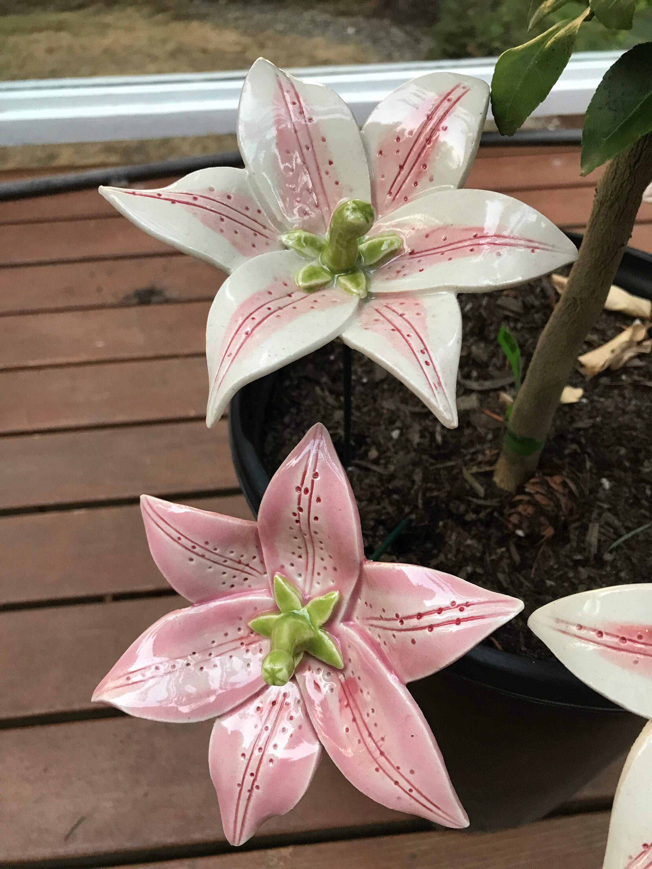 Lily (1 Pc), Oriental Lily, Asiatic Lily, Stargazer Lily, Garden