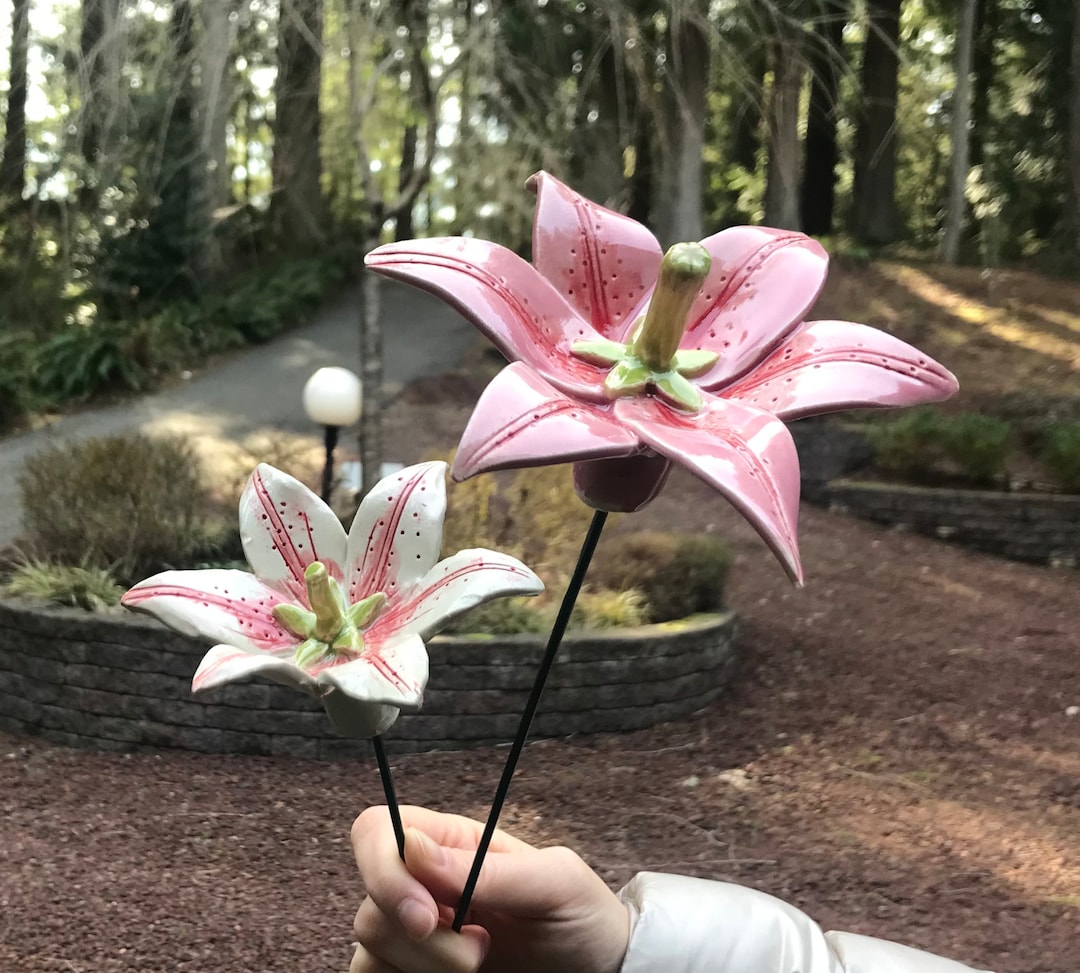 Lily (1 Pc), Oriental Lily, Asiatic Lily, Stargazer Lily, Garden
