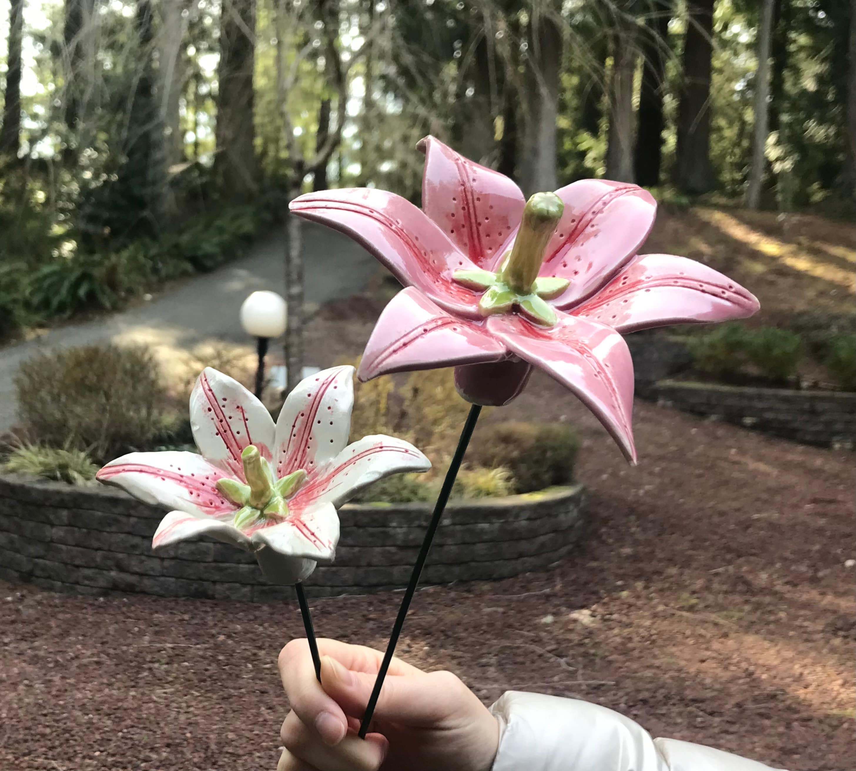 Lily (1 Pc), Oriental Lily, Asiatic Lily, Stargazer Lily, Garden