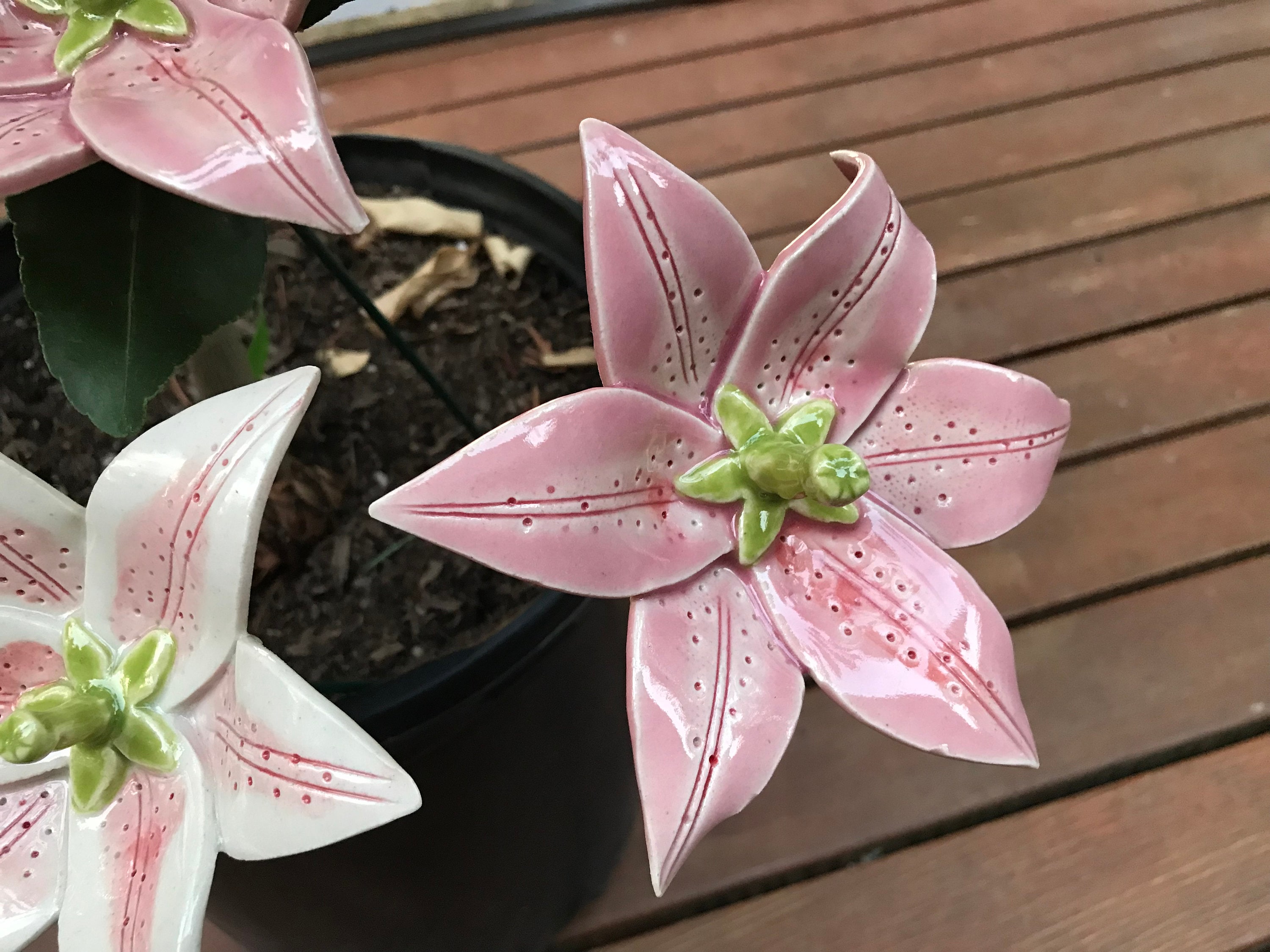 Lily (1 Pc), Oriental Lily, Asiatic Lily, Stargazer Lily, Garden