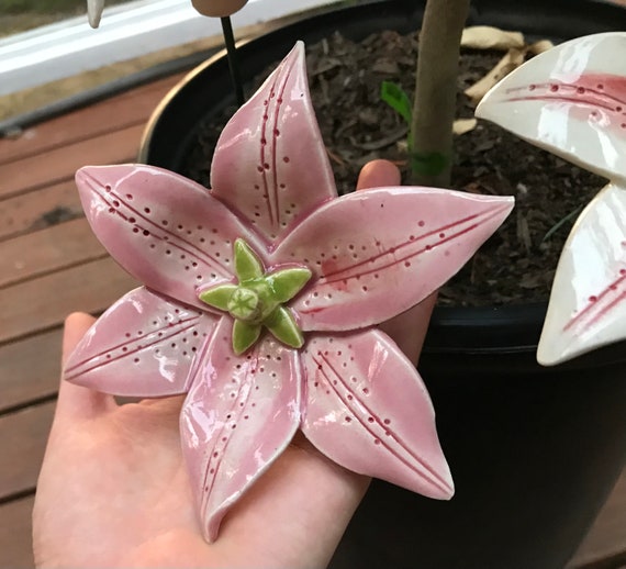 Lily (1 Pc), Oriental Lily, Asiatic Lily, Stargazer Lily, Garden