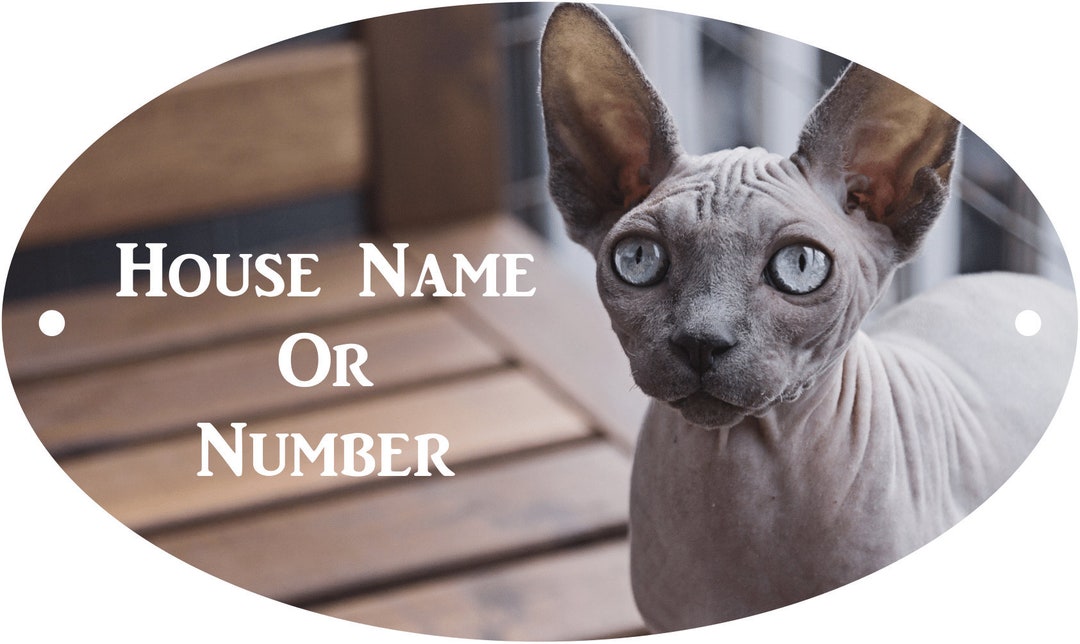 Best food hot sale for sphynx