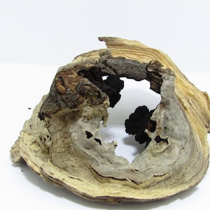 Unique medium freshwater driftwood/Decorative driftwood/Aquarium driftwood 13&#39;&#39;L 13&#39;&#39;W 5&#39;&#39;H #2324
