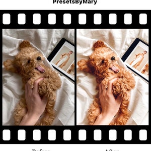 K&ouml;nnte beinhalten: Vorher-Nachher-Foto eines kleinen braunen Hundes, der auf einem wei&szlig;en Bett liegt und von einer Hand gestreichelt wird. Der Hund g&auml;hnt. Das Foto links ist das Vorher-Foto und das Foto rechts ist das Nachher-Foto. Das Nachher-Foto wurde bearbeitet, um das Fell des Hundes lebendiger und die Farben satter zu machen.