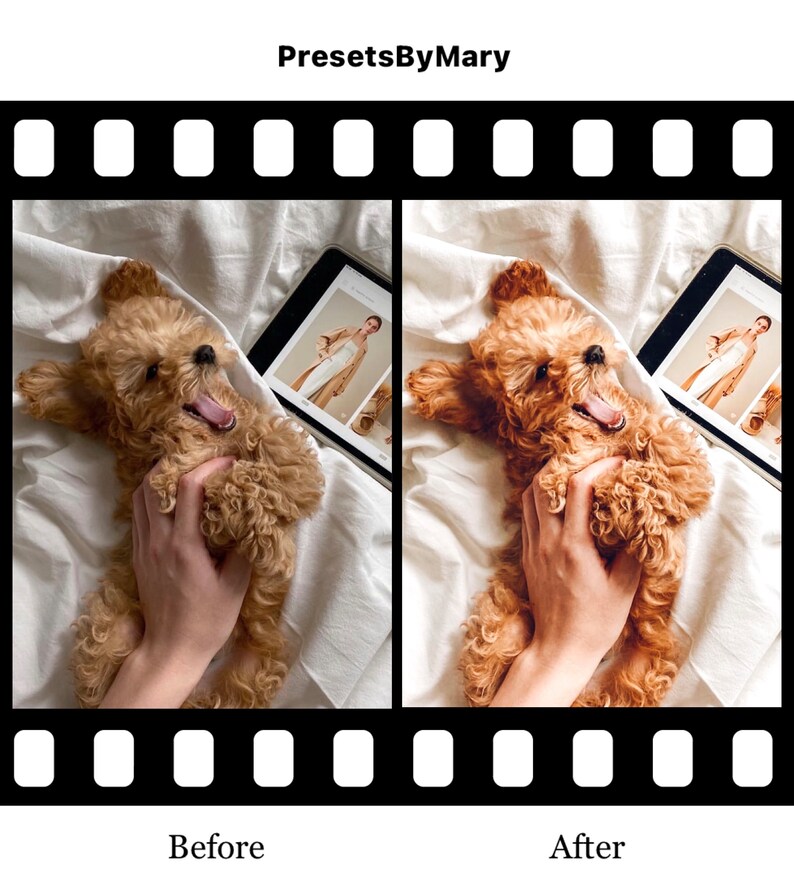 K&ouml;nnte beinhalten: Vorher-Nachher-Foto eines kleinen braunen Hundes, der auf einem wei&szlig;en Bett liegt und von einer Hand gestreichelt wird. Der Hund g&auml;hnt. Das Foto links ist das Vorher-Foto und das Foto rechts ist das Nachher-Foto. Das Nachher-Foto wurde bearbeitet, um das Fell des Hundes lebendiger und die Farben satter zu machen.