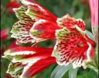 Alstroemeria psittacina aka Parrot Lily