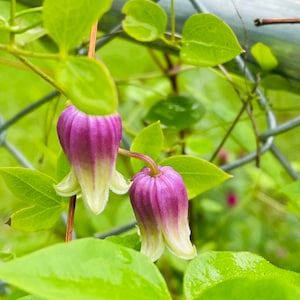 Clematis versicolor Seeds image 2