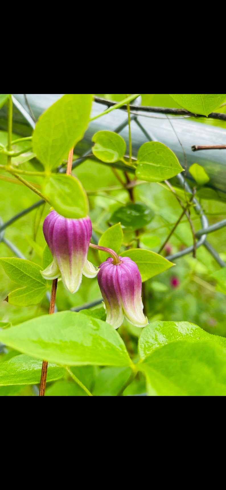 Clematis versicolor Seeds image 2