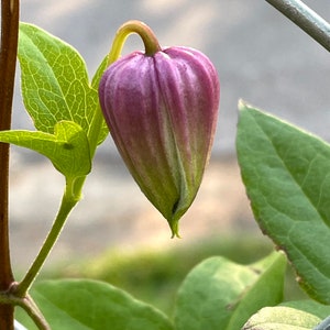 Clematis versicolor Seeds image 4