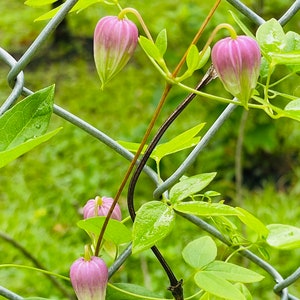 Clematis versicolor Seeds image 6