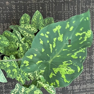 May include: Overhead shot of a Caladium plant with large, heart-shaped leaves. The leaves are a deep green color, heavily speckled with bright chartreuse patterns. The plant is in a dark pot, set against a textured, dark gray surface.