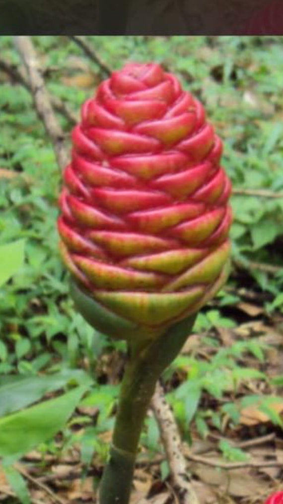 2 Red Pine Cone Ginger Lily Rhizome Bulbs Roots Rhizomes Com Yard Garden Outdoor Living
