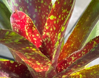 Neoregelia marmorata Bromeliad