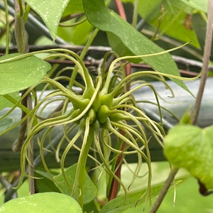 Clematis versicolor Seeds image 9