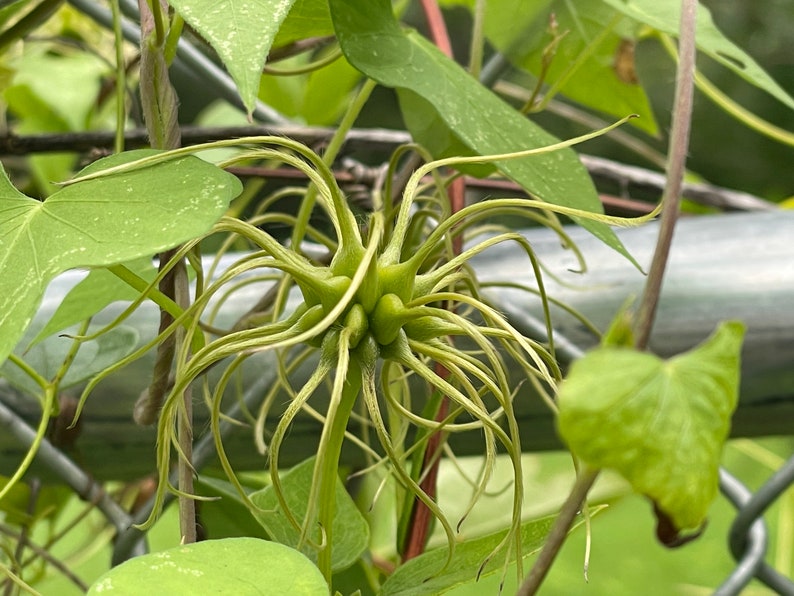 Clematis versicolor Seeds image 9