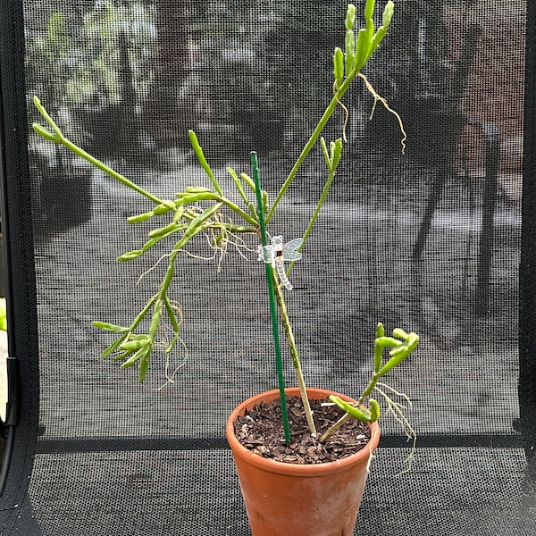 Rhipsalis cereiodes Plant