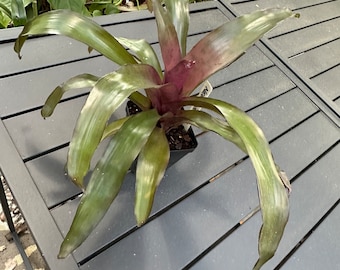 Neo. Voodoo Doll Bromeliad Plant