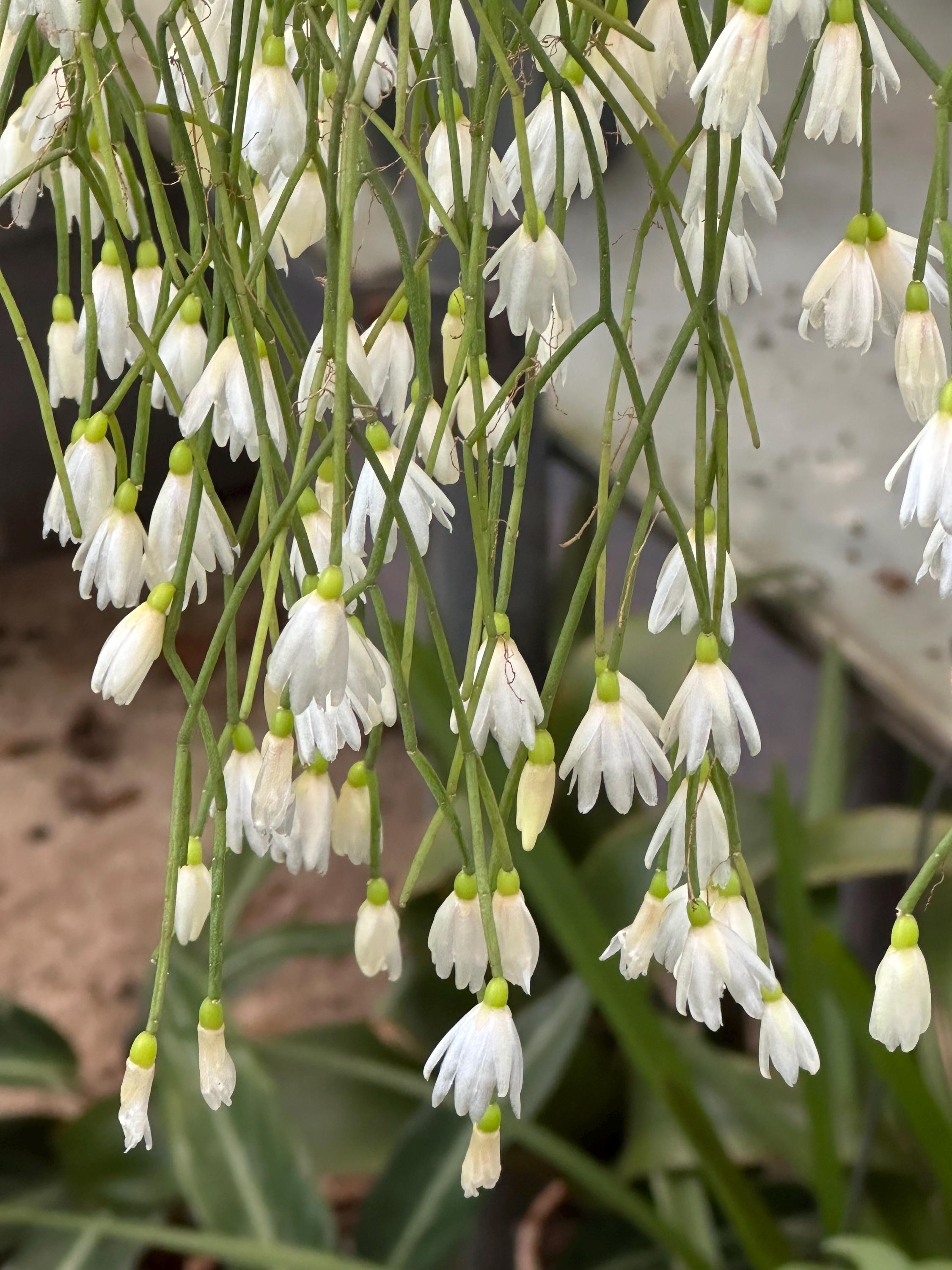 Rhipsalis campos-portoana (Jungle Cactus)