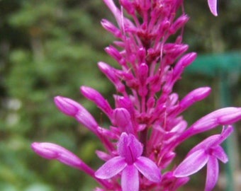 Odontonema callistachyum Purple Firespike