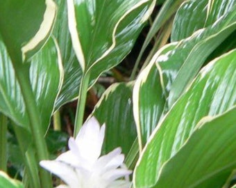 Curcuma petiolata 'Emperor' Ginger