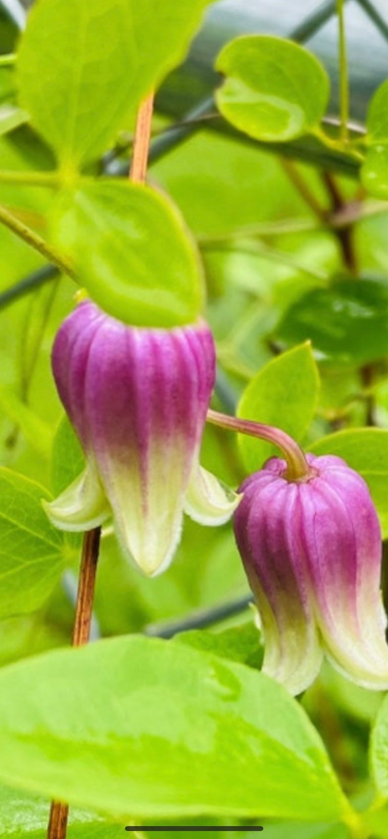 Clematis versicolor Seeds image 1