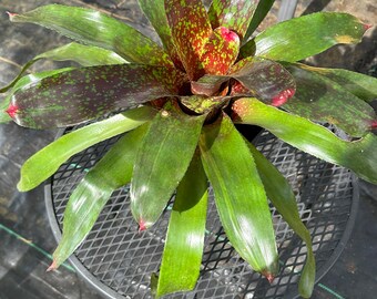 Neoregelia marmorata Bromeliad