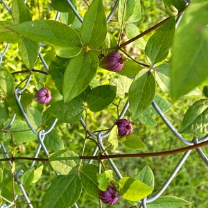 Clematis versicolor Seeds image 7