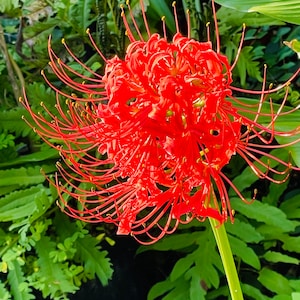 Lycoris radiata Bulb aka Spider Lily or Hurricane Lily
