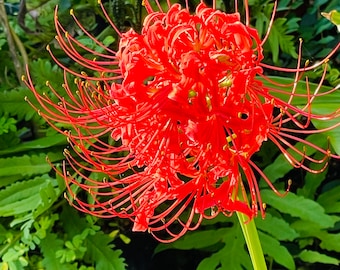 Lycoris radiata Bulb aka Spider Lily or Hurricane Lily