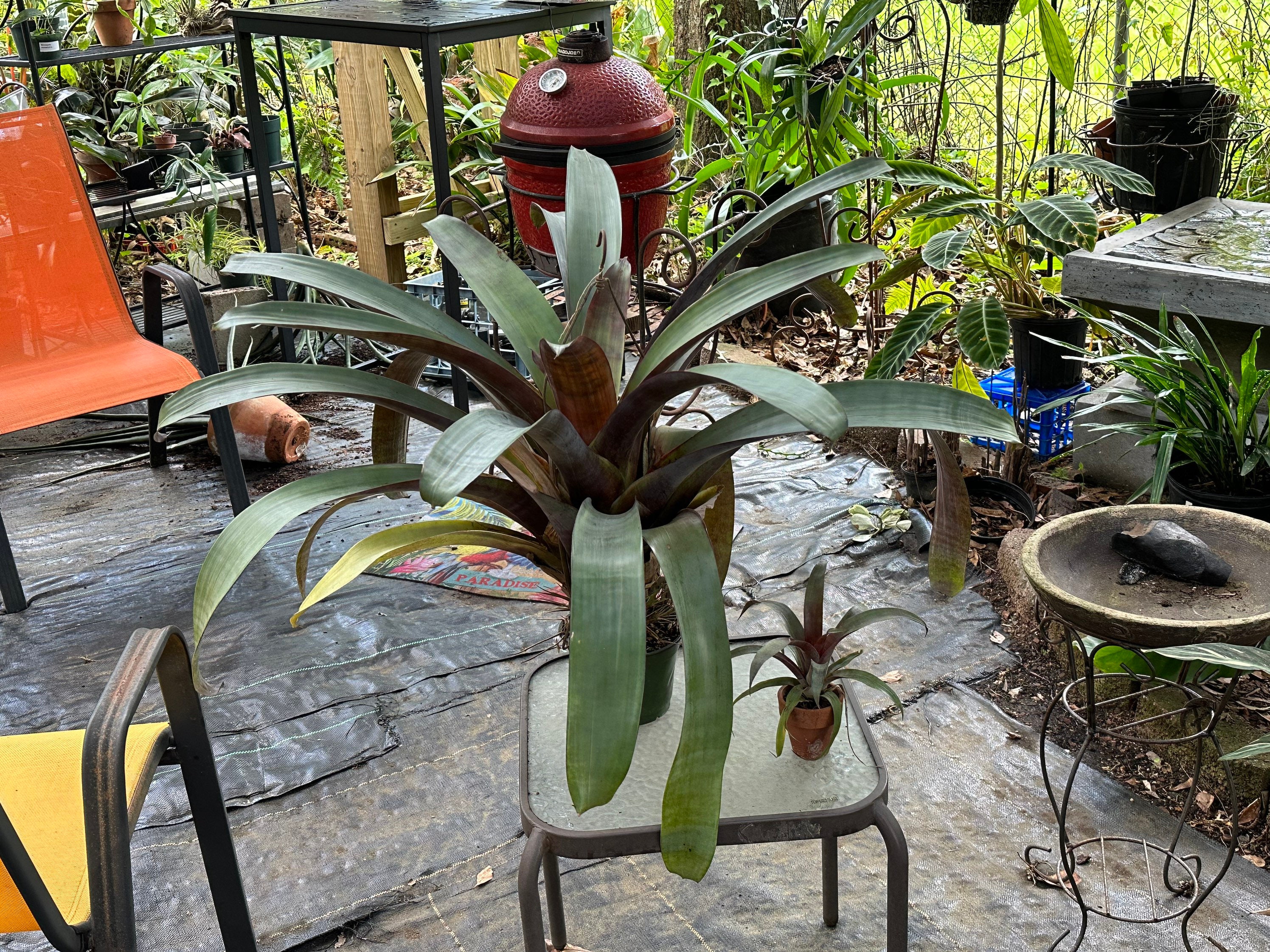 Tillandsia Krukoffiana Plant Aka Bromeliad - Etsy