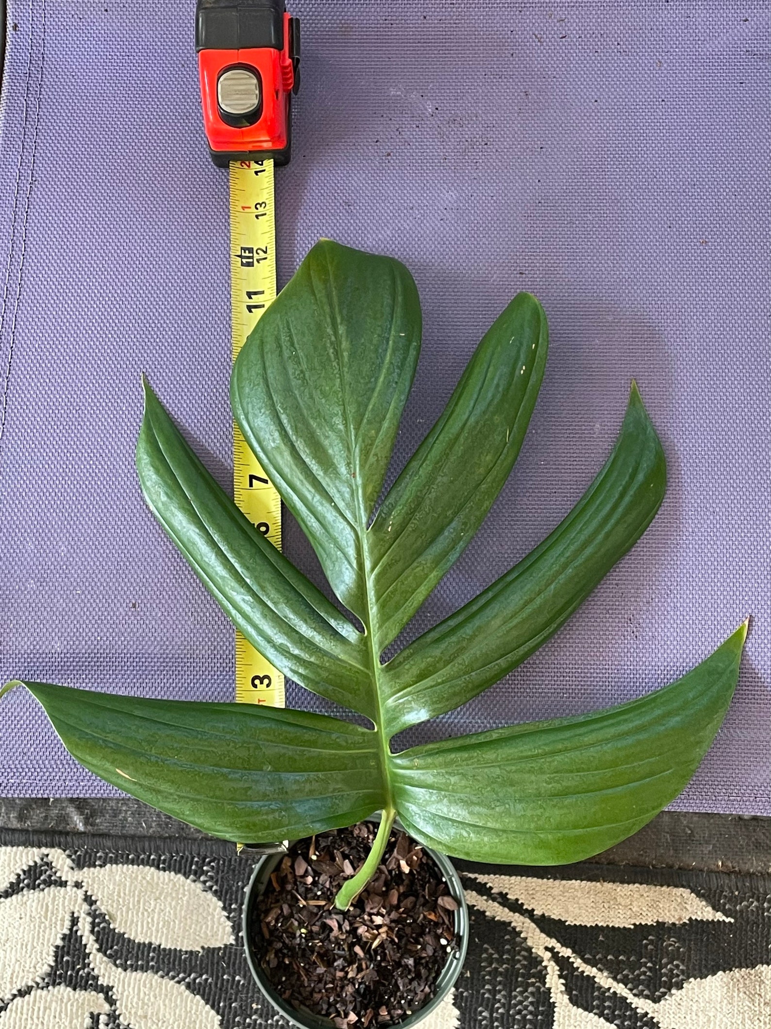 Rhaphidophora decursiva Plant | Etsy