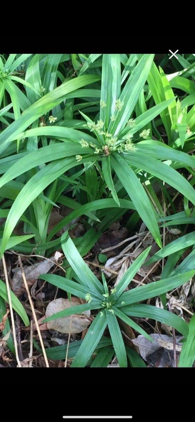 dwarf papyrus annual or perennial